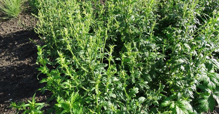 Artemisia lactiflora 'Elfenbein'